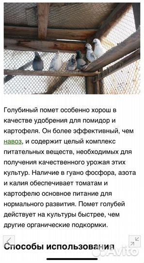 Голубиный помет