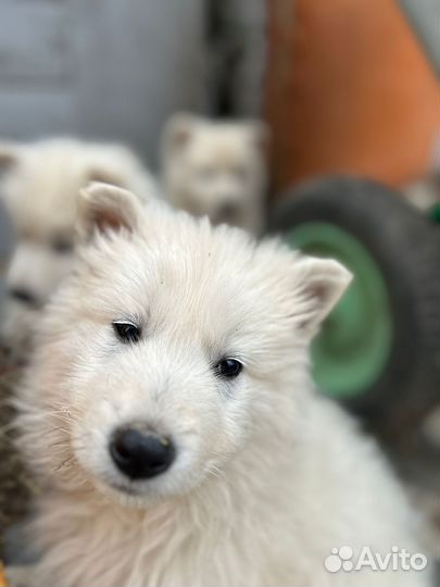 Щенки Белой швейцарской овчарки