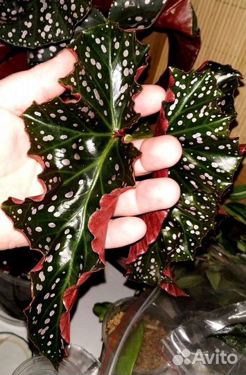 Бегония Краклин Рози +