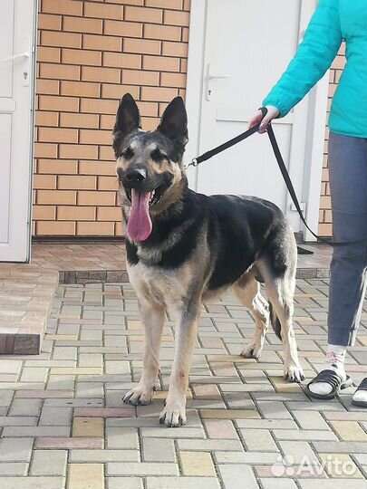 Немецкая овчарка