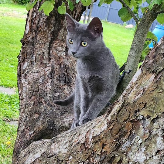 Русская голубая отдам