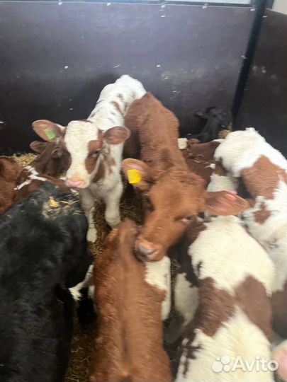 Телята бычки племенные с доставкой