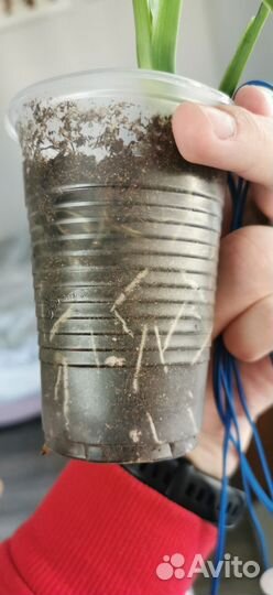 Монстера Манки маск