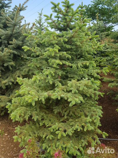 Ель голубая