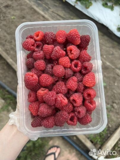 Малина домашняя