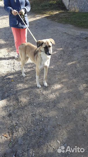 Добрая собака