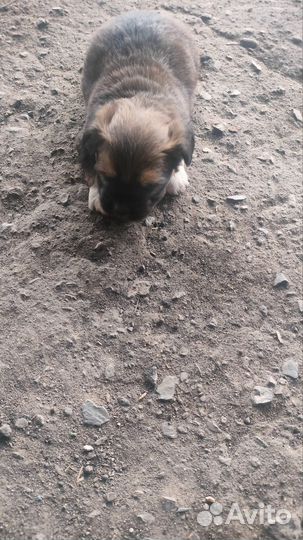 Отдам в добрые руки