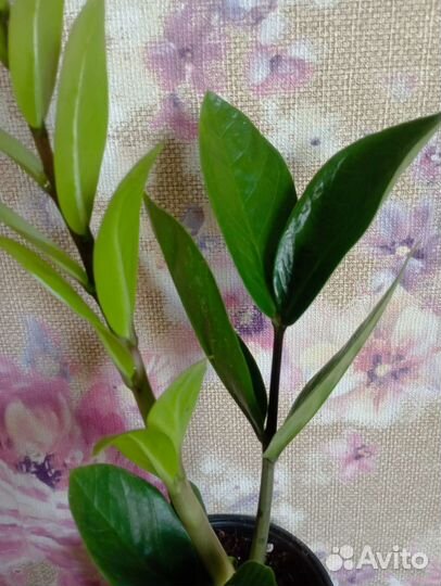 Замиокулькас картошка мощная