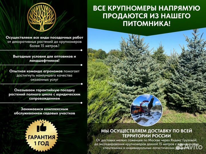 Пихта Корейская, крупномер