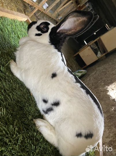 Кролик немецкий пестрый строкач