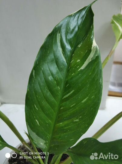 Спатифиллум домино