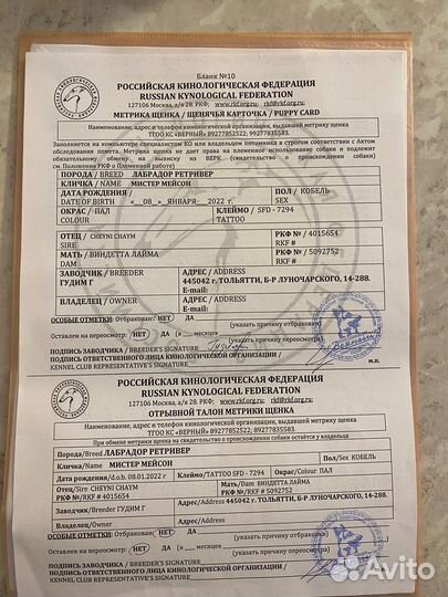 Щенки лабрадора палевые