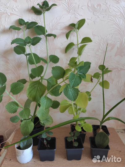 Комнатные цветы: кислица, индийский лук и др