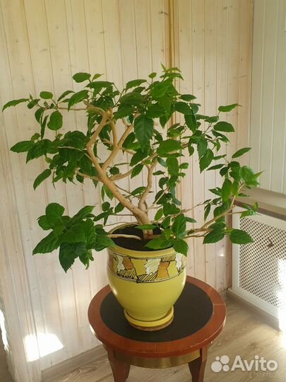 Гибискус взрослый красный