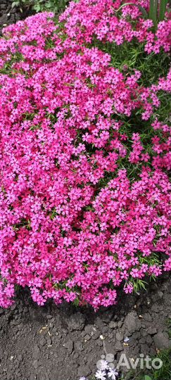 Многолетние цветы