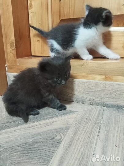 Котята в дар