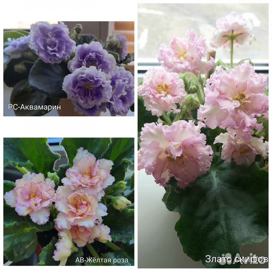 Сортовые фиалки