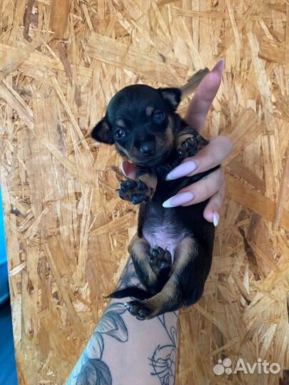 Той-терьер щенки