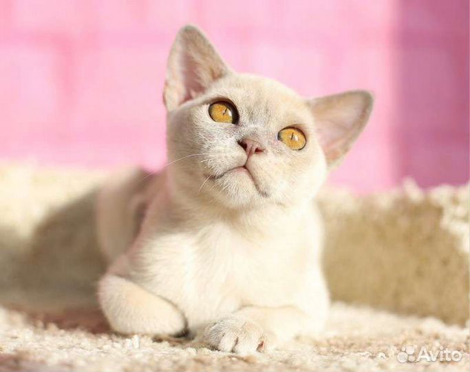 Лиловая бурма