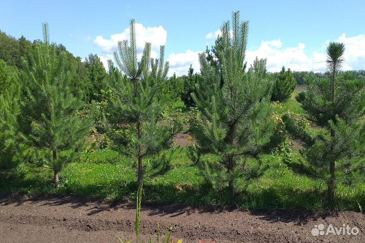 Сосна обыкновенная