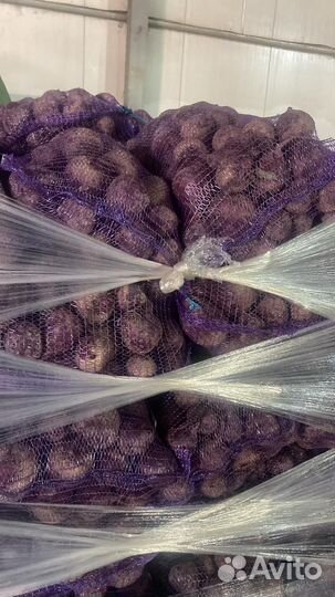 Продам свёклу