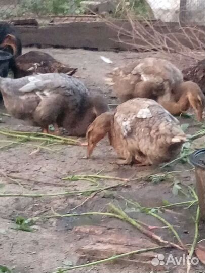 Руанская утка