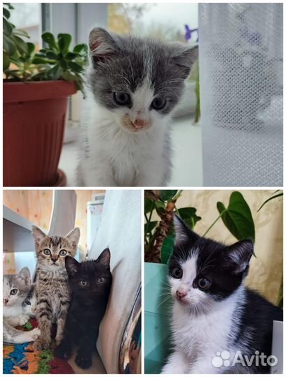 Котята в добрые руки