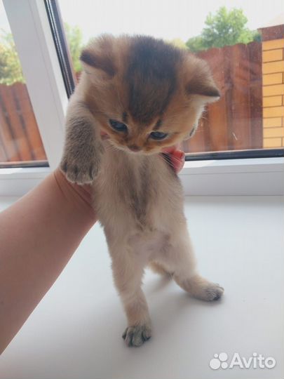 Шотландские котята