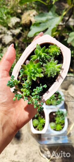 Молодило каменная роза