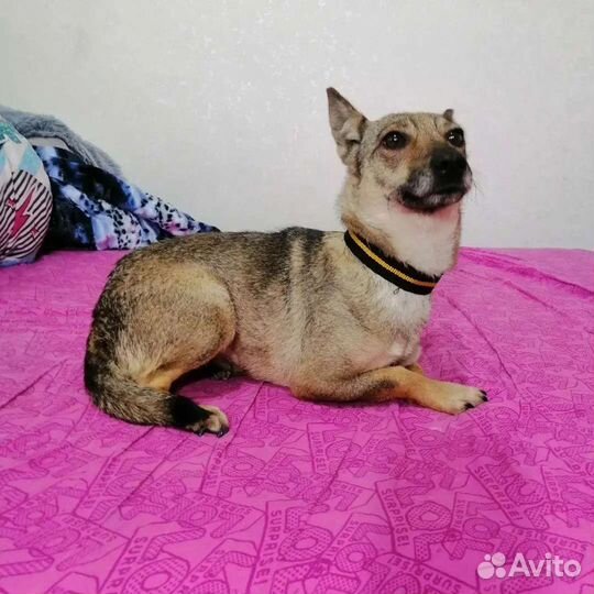 Ириска ищет дом