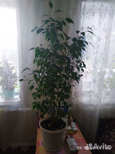 Фикус бенджамина