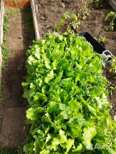 Шпинат, Салат, Укроп