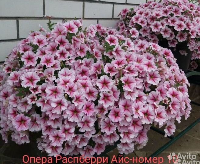 Рассада петуньи тайдал, ампельная