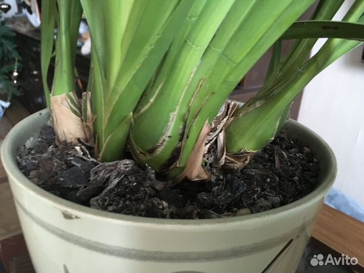 Продам орхидею