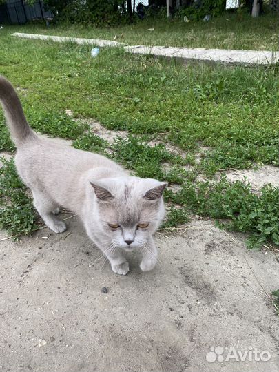 Шотландская кошка