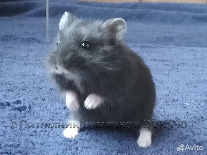 Хомячок + Новая клетка, Корм, Опилки, Доставка