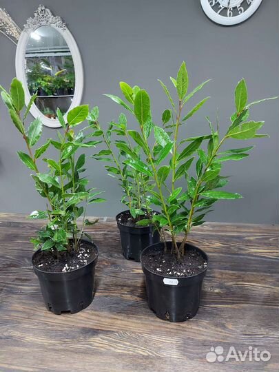 Лавр, лавровый лист