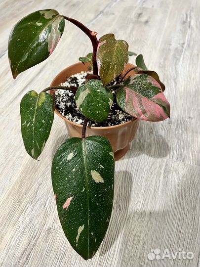 Филодендрон розовая принцесса