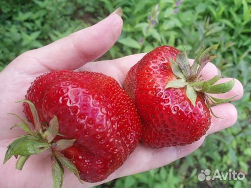 Рассада Байкальская клубника