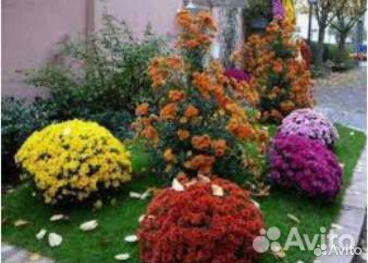 Саженцы мультифлоры