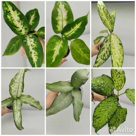 Диффенбахия 6 сортов