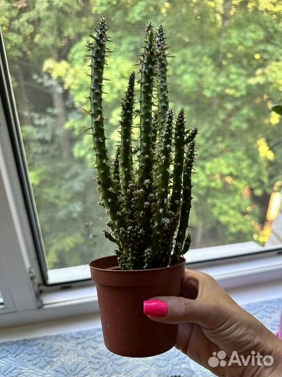 Кактус Аустроцилиндропунция