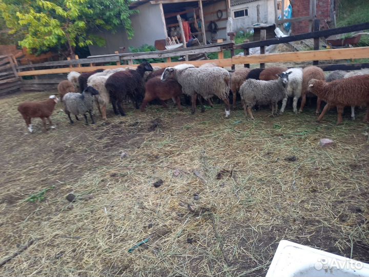 Овцы бараны ягнята