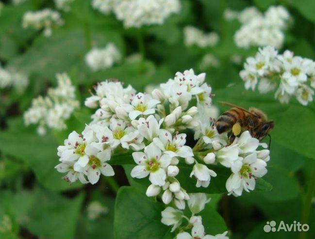 Мед 2024 года натуральный оптом