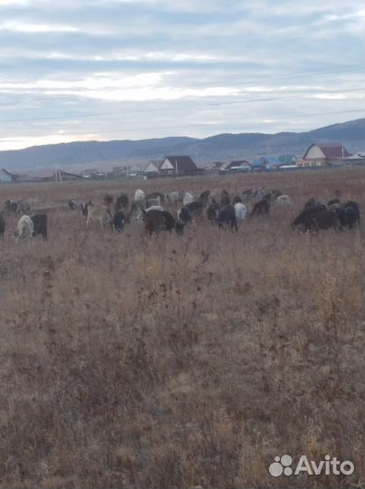 Козы и козлята