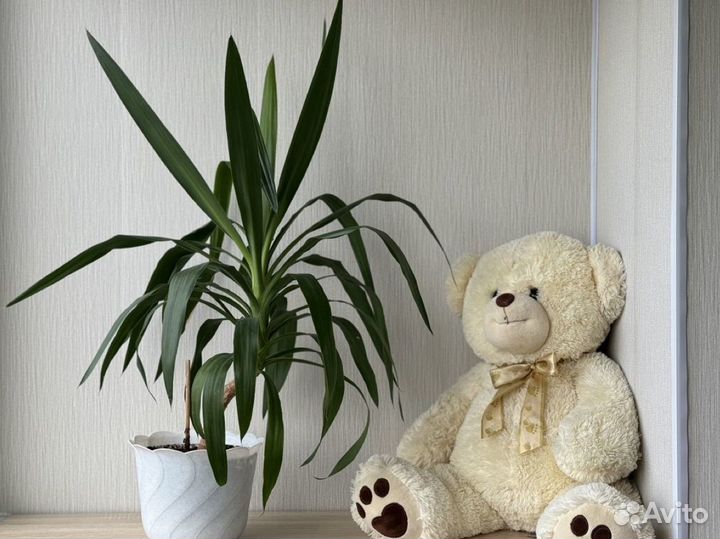 Юкка слоновая пальма