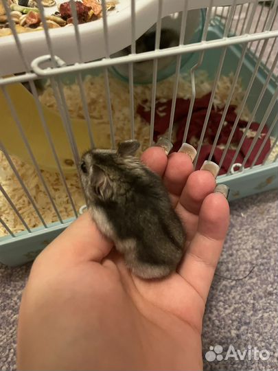 Джунгарские хомякИ