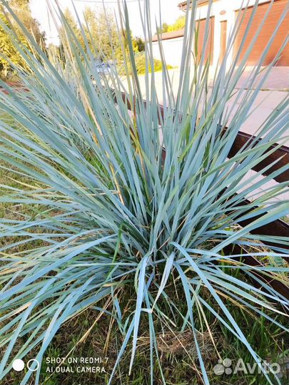 Декоративный злак(овсец)большой куст