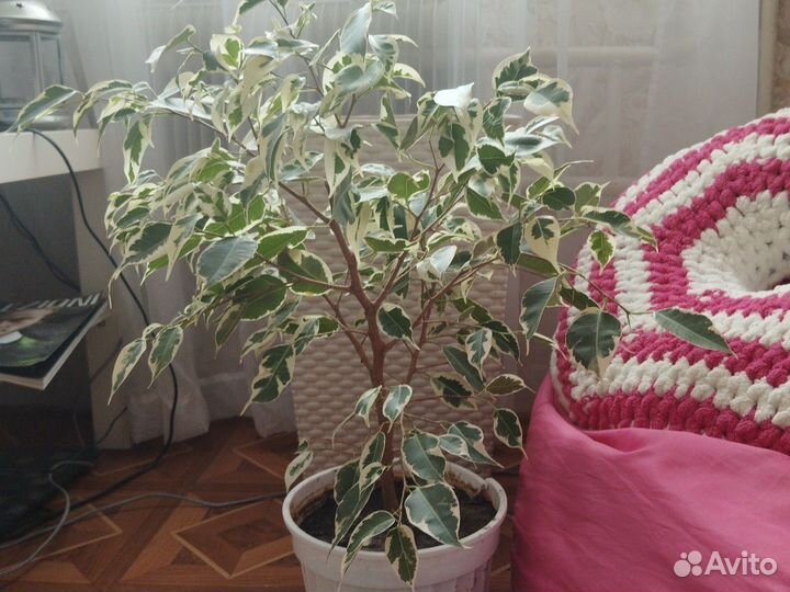 Фикус бенджамина старлайт