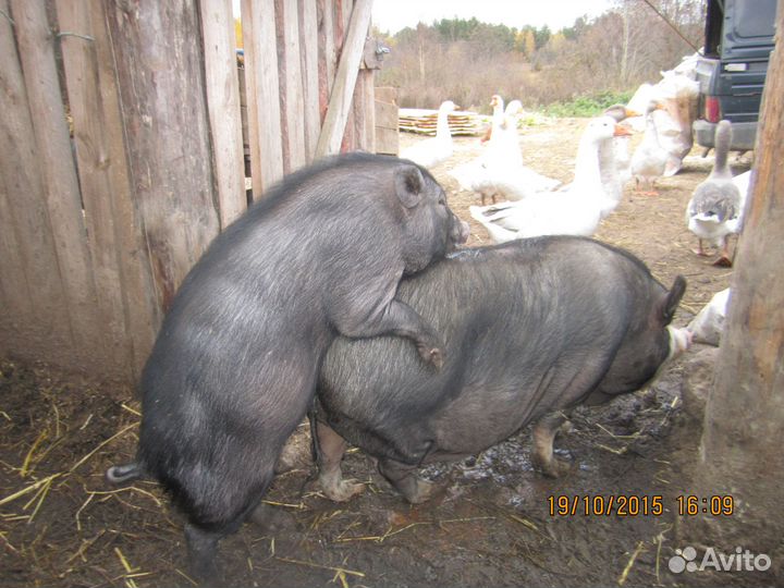 Чистокровные Вьетнамские вислобрюхие поросята